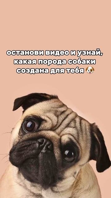какая порода выпала вам?  #корм #коты #собаки #dogs #dogshorts