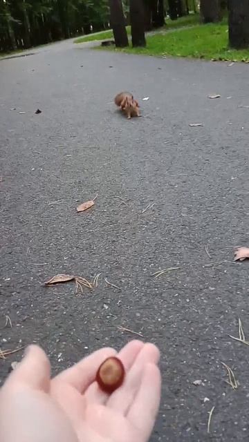 #белка#животные#белки#орех#лес#мило#ilyhapon#cute#animals#shorts#shortsvideo