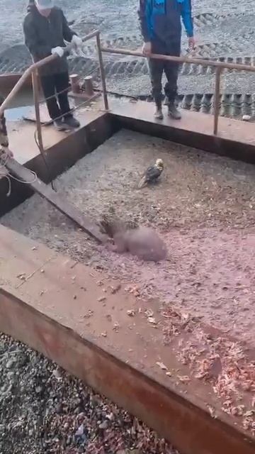 На Камчатке спасли медвежонка - угодившего в яму с рыбными отходами.