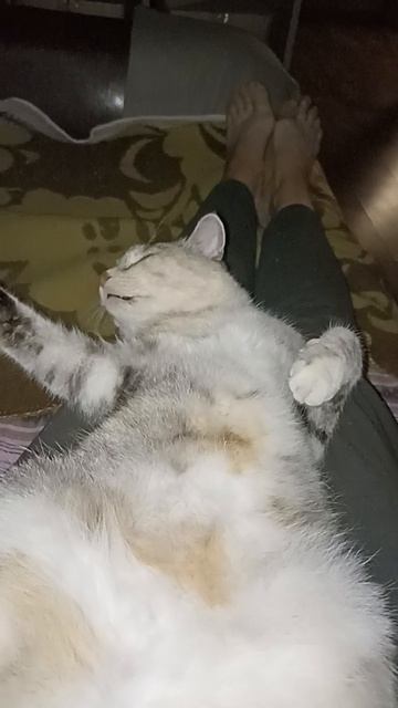 Мы лежим вдвоём. #котики