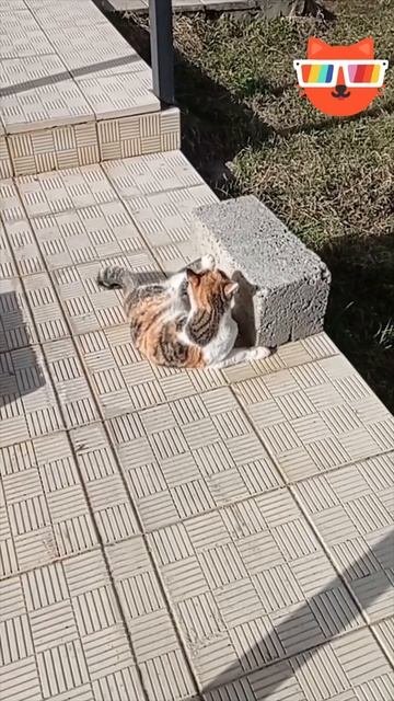 Весна, кайф, тепло!☀️ #кайф #котики #приколы #питомцы #весна #солнце