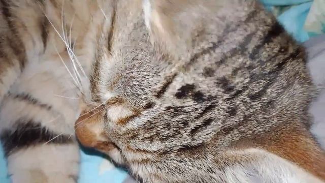блудный кот вернулся.
