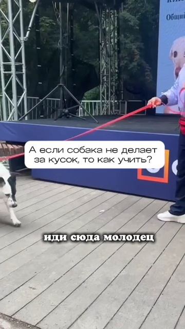 Что делать, если собака не выполняет команды за куски? 🦴