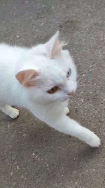 Кошка с разными глазами