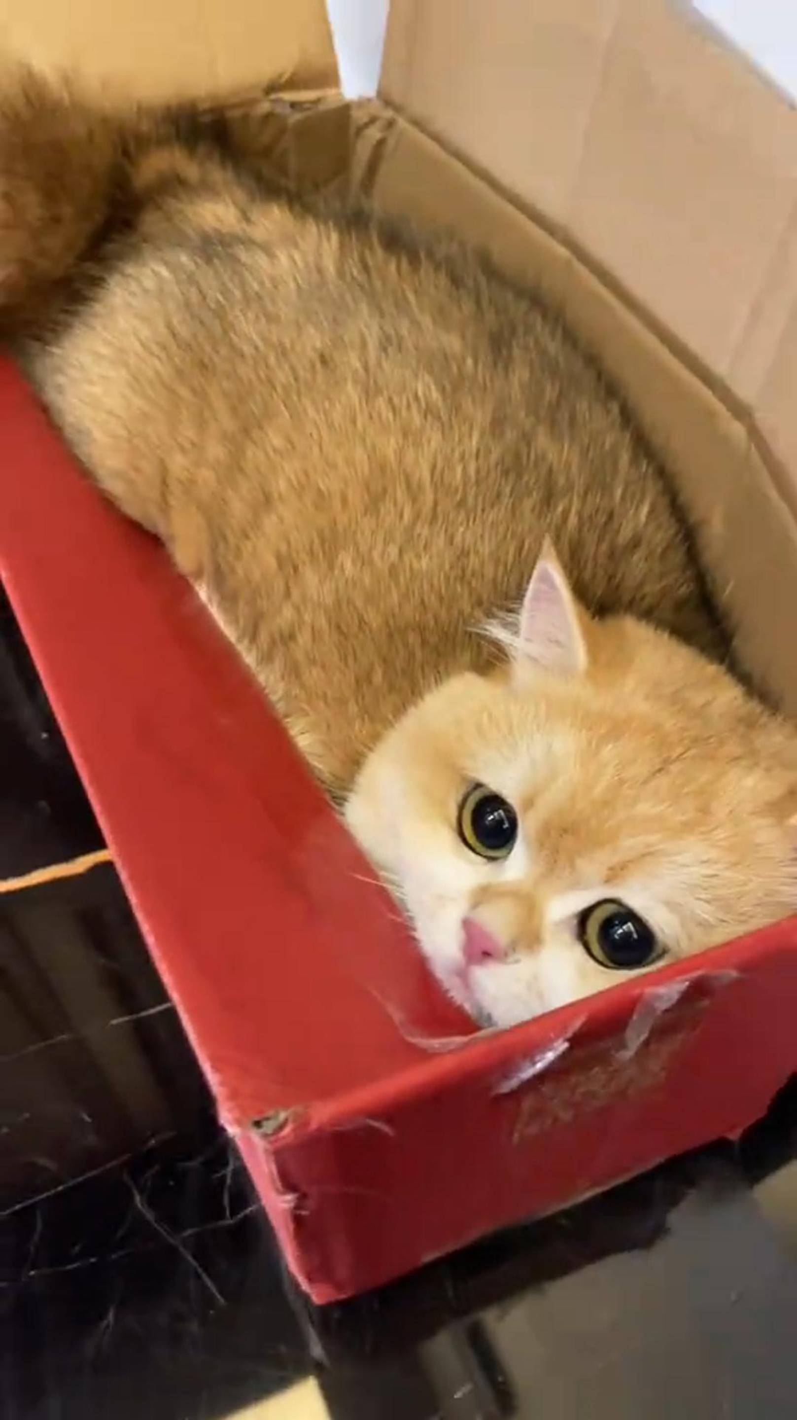 😂 СПАЛИЛИ 🙀 ДАВАЙ ДОГОВОРИМСЯ 🤣 ОЗВУЧКА СМЕШНЫХ КОТОВ 🔥 #говорящийкот #озвучка #угараю