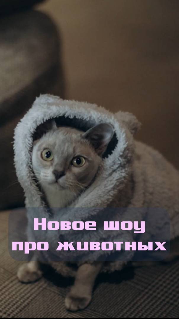 Новый выпуск: бурманская кошка!