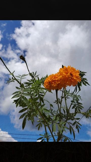 Бархатцы🌼🌼🌼