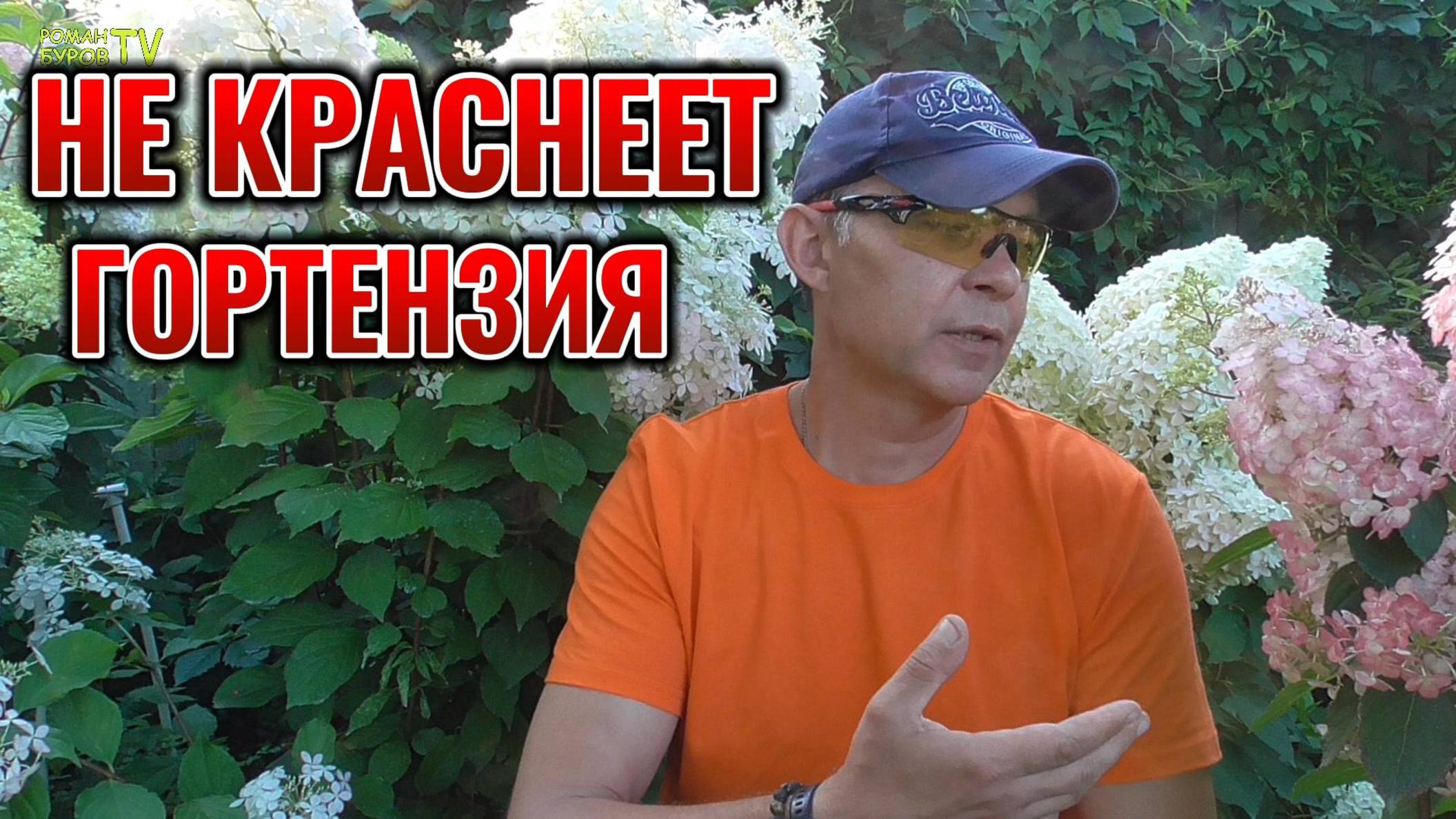 ПОЧЕМУ НЕ КРАСНЕЮТ СОЦВЕТИЯ МЕТЕЛЬЧАТОЙ ГОРТЕНЗИИ И КАК ЕЙ В ЭТОМ ПОМОЧЬ 🌸