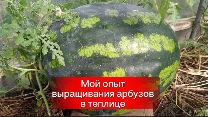 Выращивание арбузов в теплице мой опыт