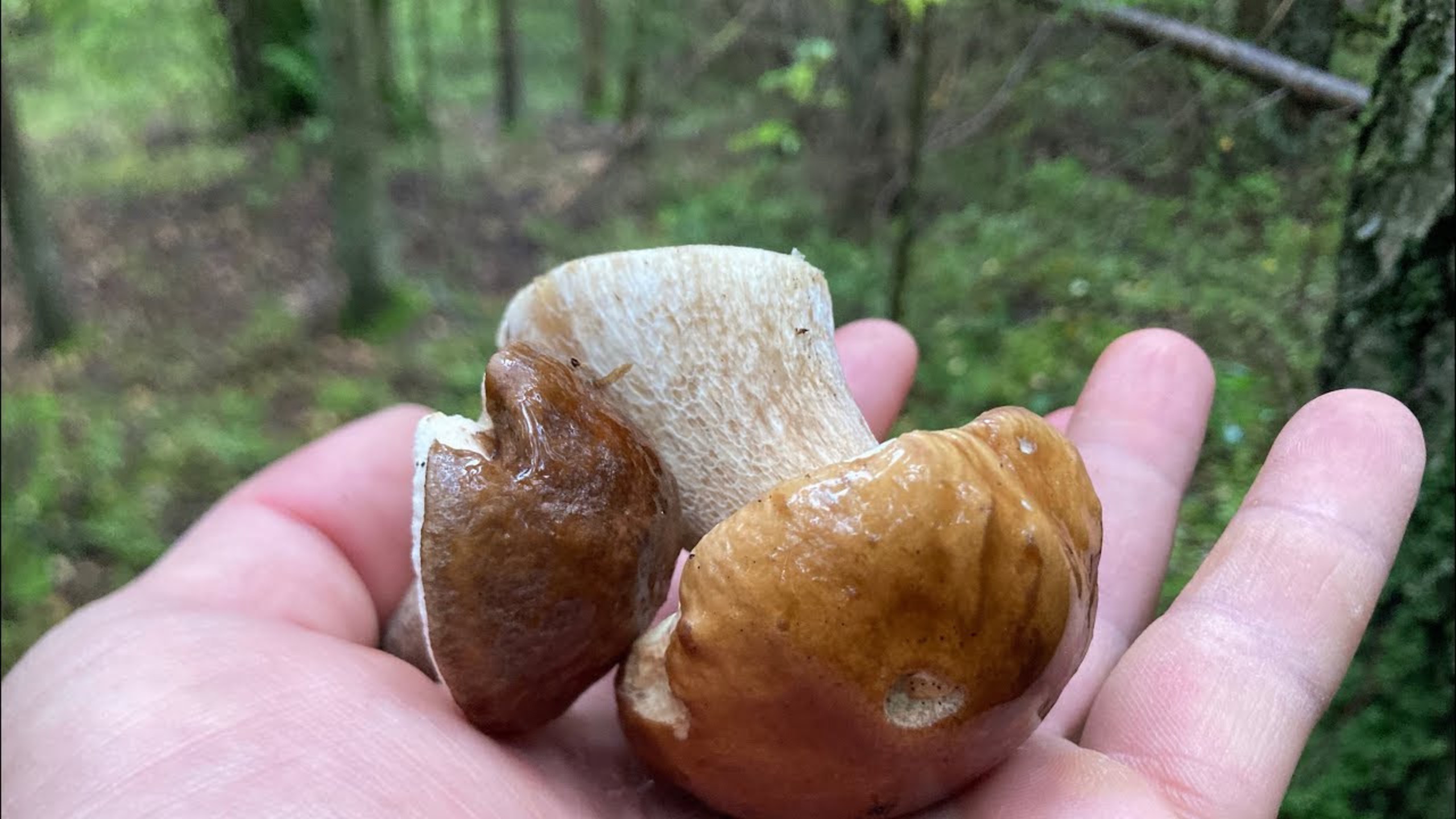 Прогулка в лес за грибами, всей семьёй. Семейный отдых. Прогулки по лесу. #life #nature #наприроде