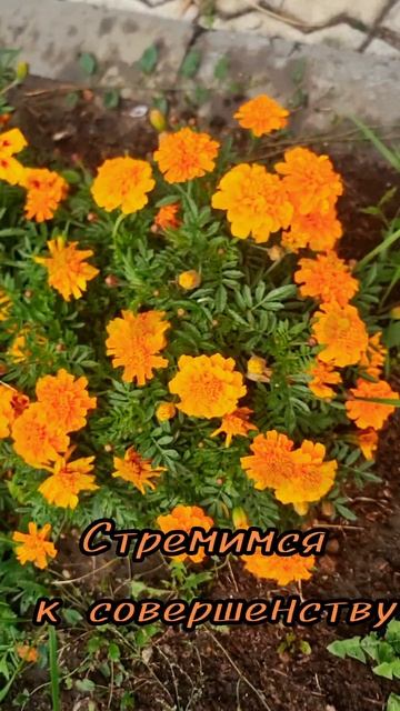 11 сентября.
АСТРОЛОГИЯ ДНЯ.
Работа, служение, рутинные обязанности находятся на первом плане .
(