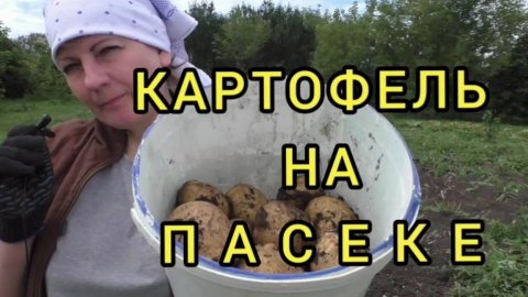 #пасека Картофель на пасеке.