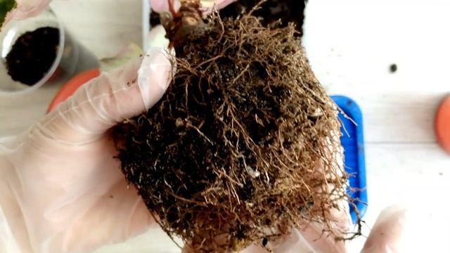 Осенняя пересадка Цикламена. Что стало с цветком через две недели