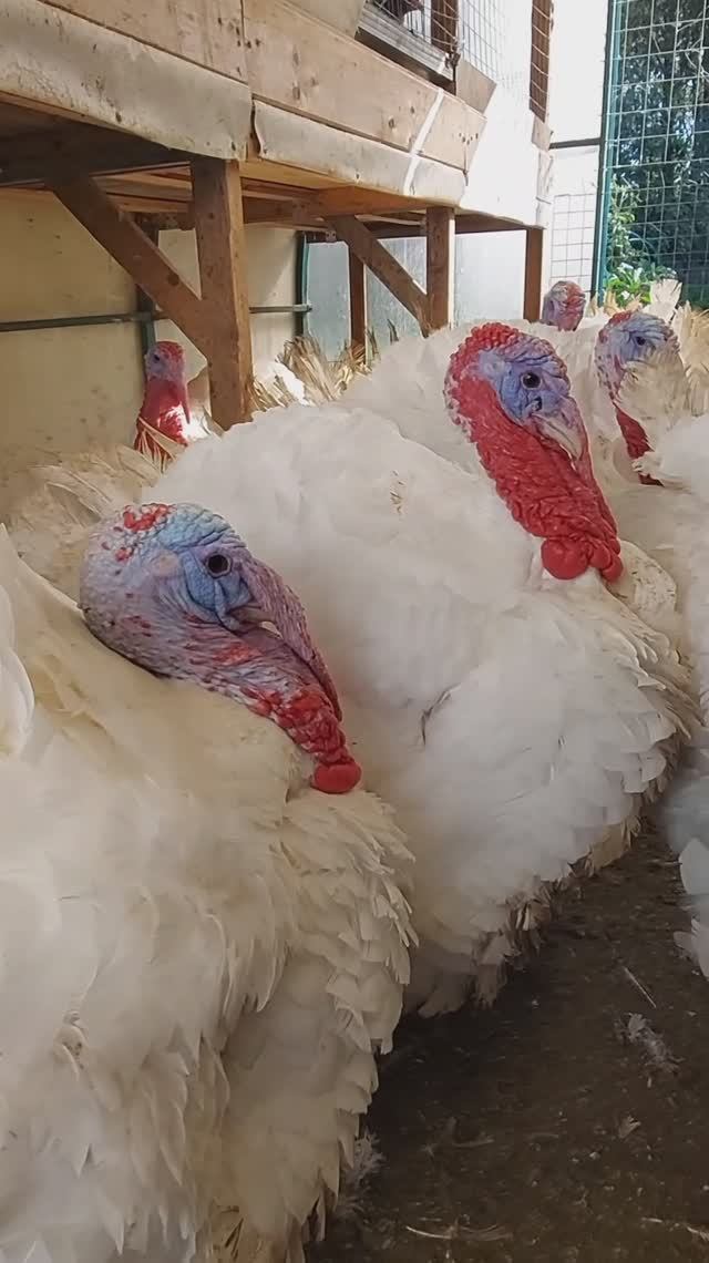 Забой индюков ТД Рубин. Вес в 5 месяцев