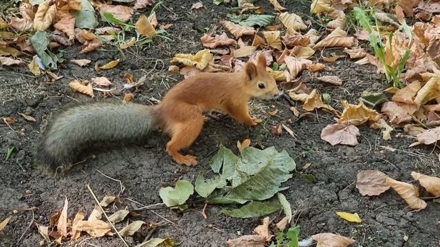 Для любителей белочек!