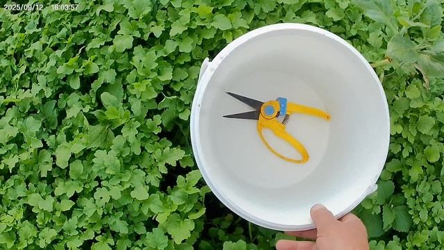 Заготовка семян махорки.