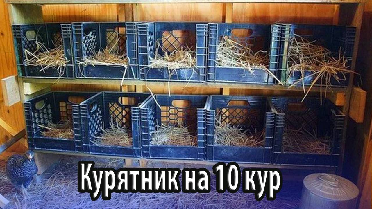 Курятник на 10 особей кур в домашних условиях особенности построения, принятые нормы