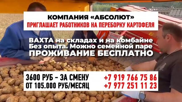 🥔 РАБОТА ВАХТОЙ – ПЕРЕБОРКА КАРТОФЕЛЯ 🥔В Тверской области