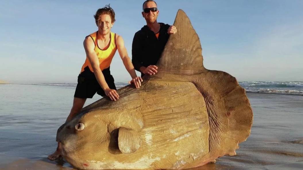 В США нашли огромную рыбу-луну.