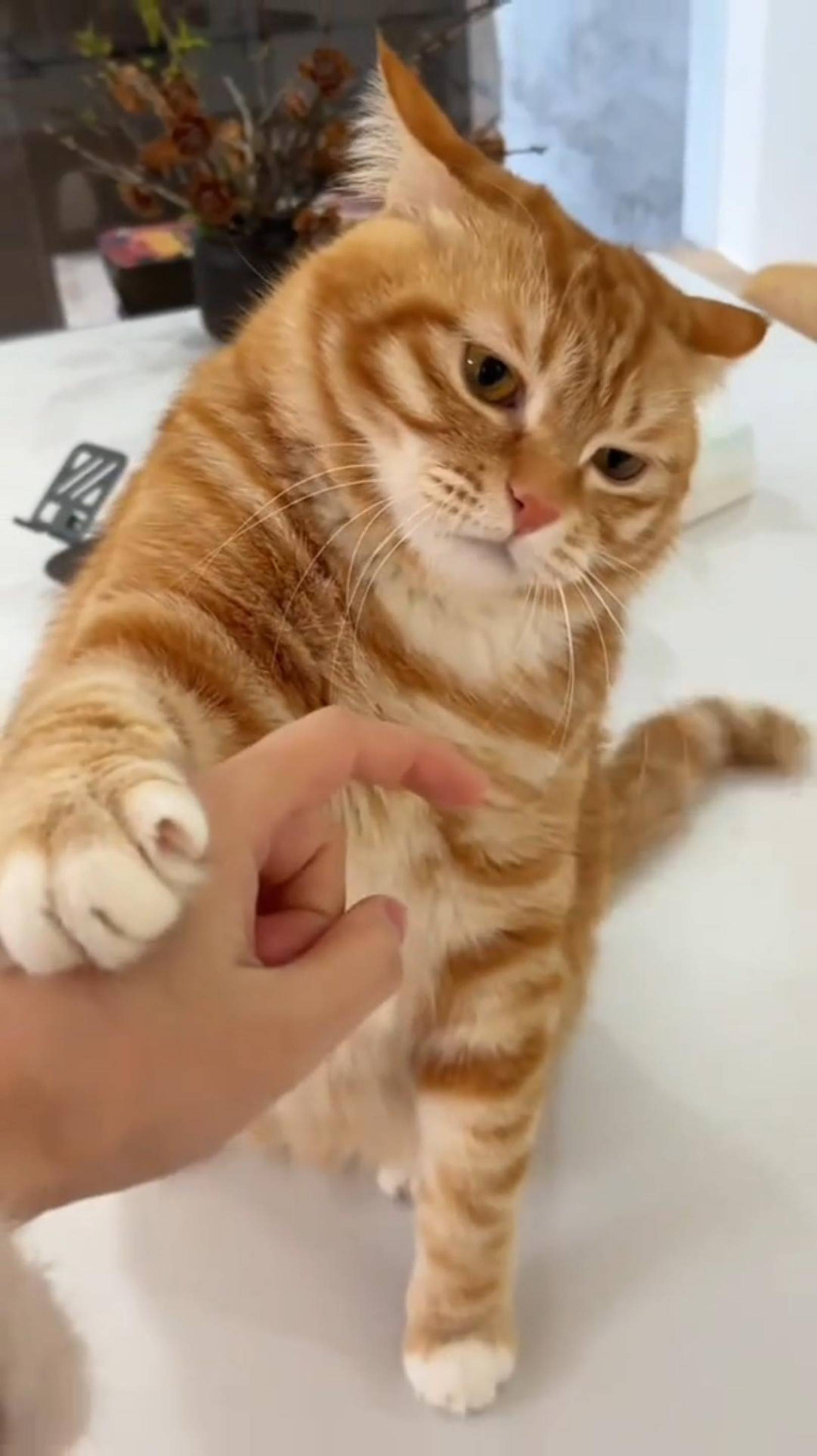 😂 НАРЫВАЕШЬСЯ 🙀 ЖИВЁМ ДРУЖНО ☺️ ОЗВУЧКА СМЕШНОГО КОТА 🔥 #говорящийкот #озвучка #угараю