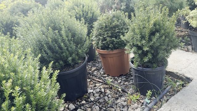 Тис BACCATA, D.40-50, PALLA