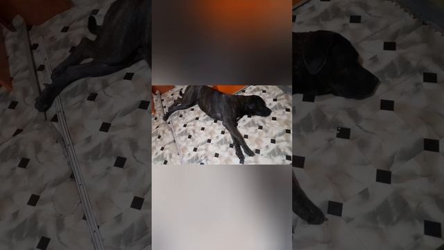 ВЕРНАЯ И ХРАБРАЯ КАНЕ --КОРСО💢 БЭЛЛА