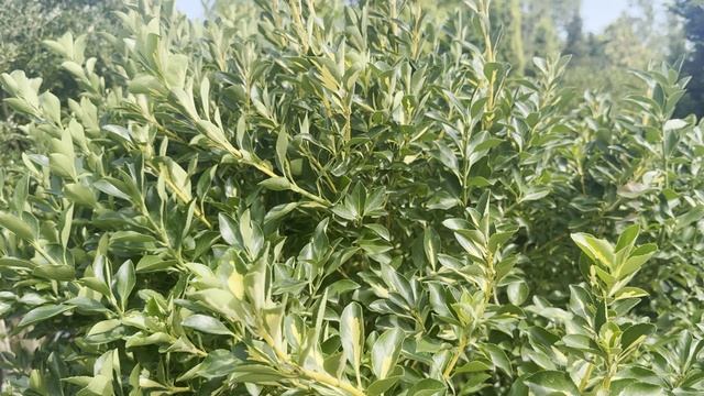 Бересклет JAPONICUS AUREOPICTUS, CLT 60, MULTISTEM