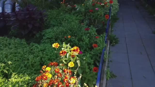 Осень, безумно красиво 🍁Цветочкииииииииии 🌸Мысли про ежедневники ❤️