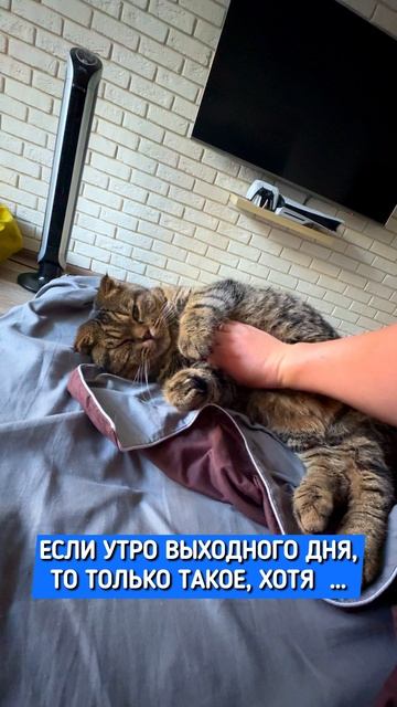 У кого есть дома кот, тот поймет (до конца) Ставь ❤️ если у вас так же 😂