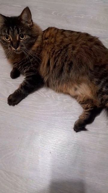 Кошка ТЮЛЕНЬ