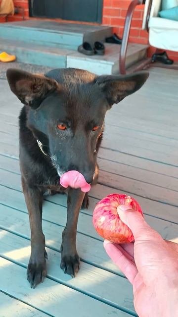 Шанталь любит есть  яблоки #puppy