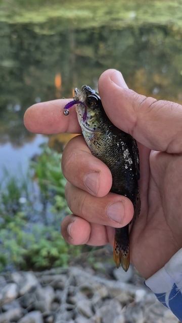Ловлю окуней мормышингом на домашнем водоеме. Мормышинг с мормо джиг-ригом. Мормышинговый телескоп