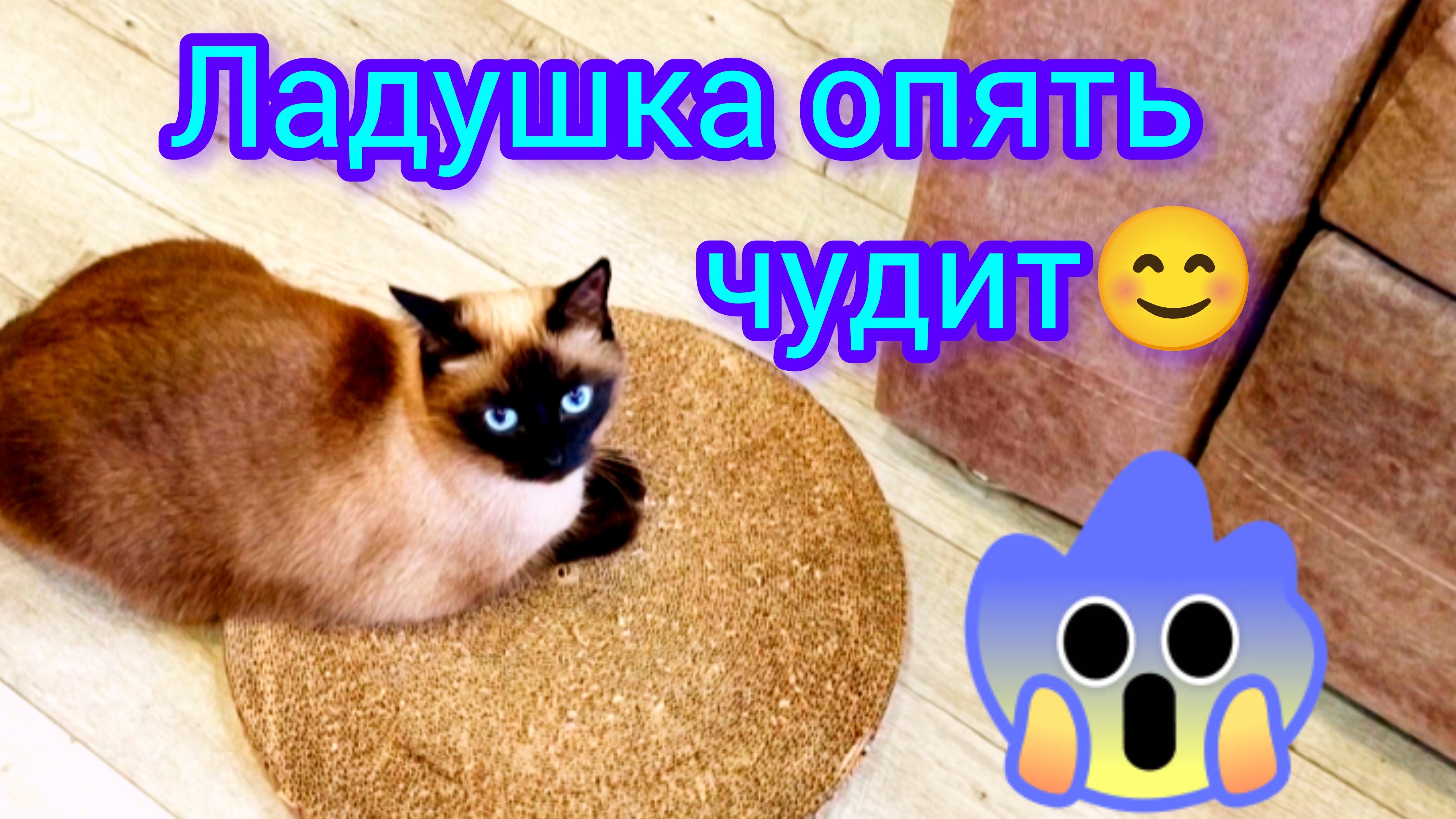Смешные коты #кошка Ладушка #прикольные котики #cat's