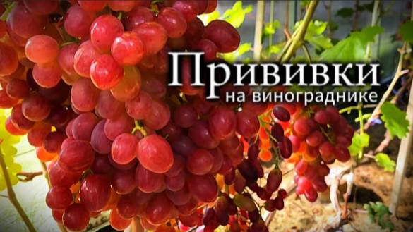 Мои прививки на винограднике с применением прививочной ленты "Светлица черенок"