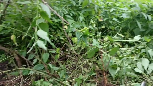 Коп на удачу