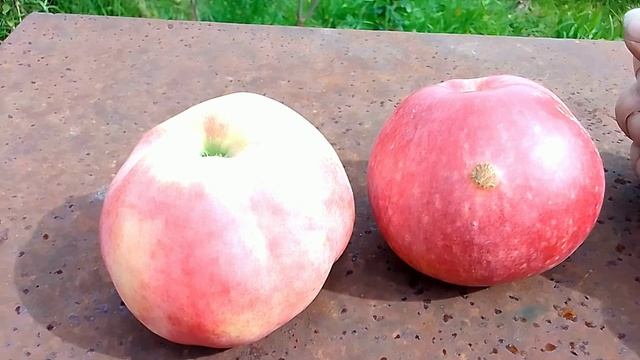 Апорт Алма-Атинский из Талгара.