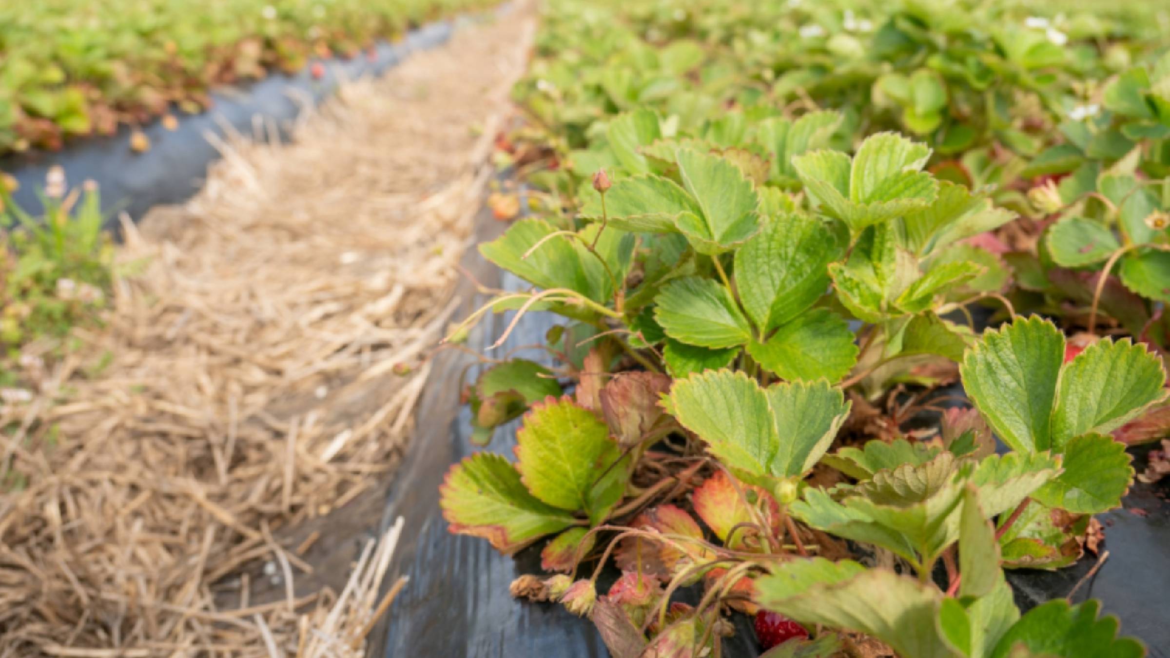 Обязательная Сентябрьская подкормка клубники. Защита от болезней и вредителей🍂