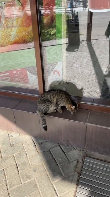 Время-Мяу 🐈 для аэробики , всем добра-Мяу и сметаны 😉👐👍👋