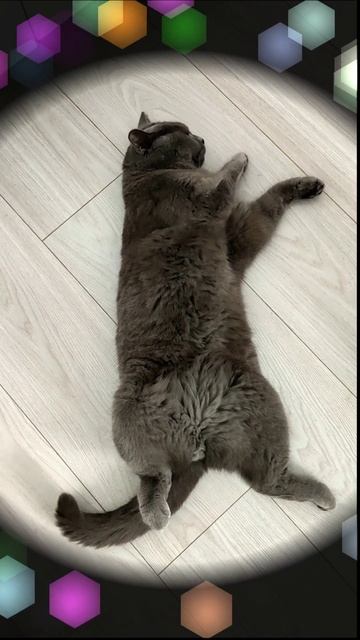 Разговор с Котом о Важном
