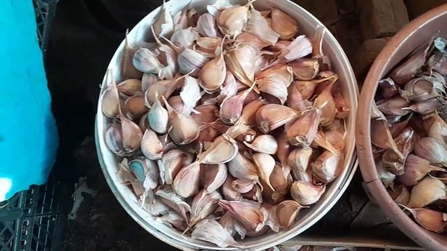 чеснок на посадку💥