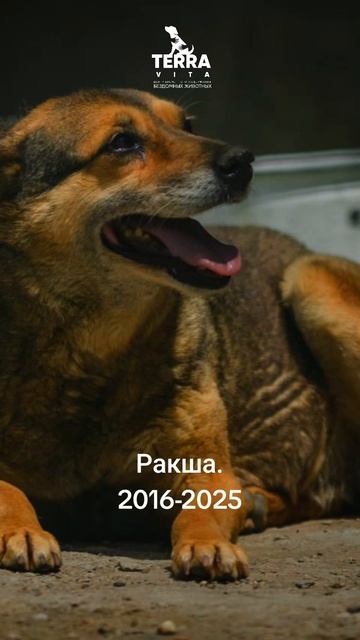 Ракша ушла
