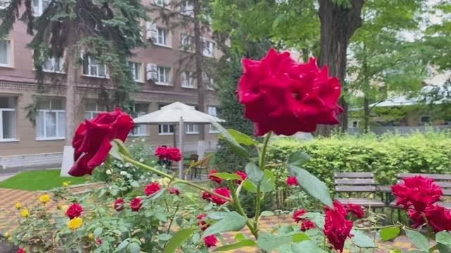 Гостиница Ессентуки 2 💥в городе Ессентуки🦅  Жаркий август 25