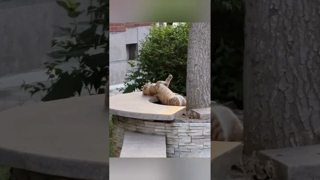 подборка смешных котиков
