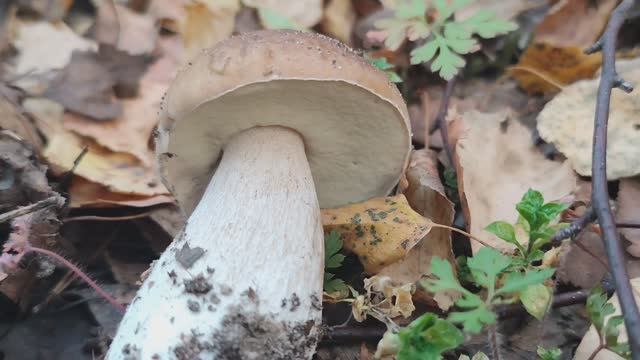 🍄🟫 ГРИБАЛКА, Брянская область, Клюковники. 12.09.25.