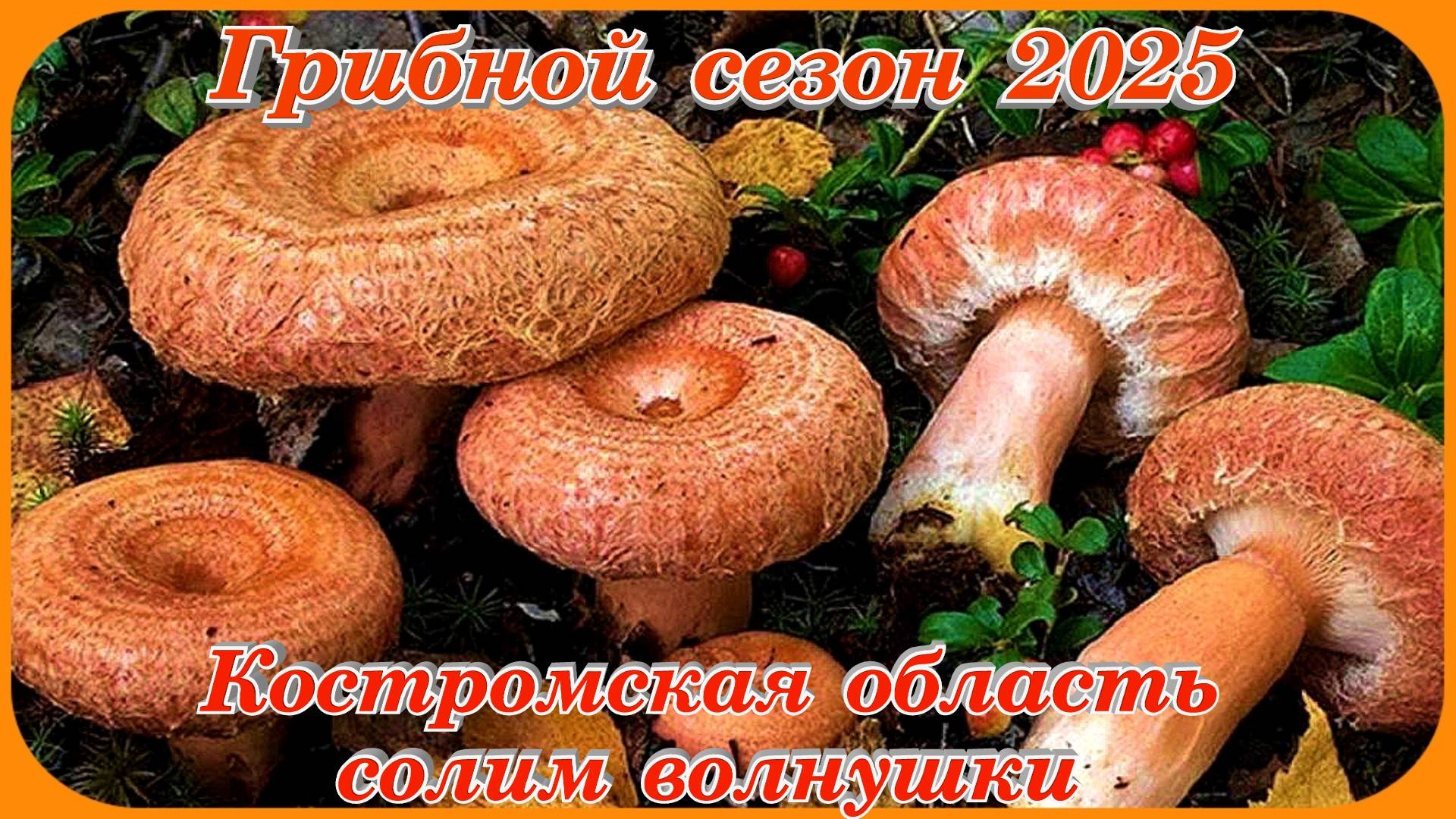 Грибной сезон 2025 Засаливаем волнушки