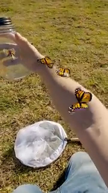 Butterflies #shorts #plants