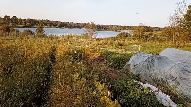 Дом у озера. Про кроликов. 13.09.2025.