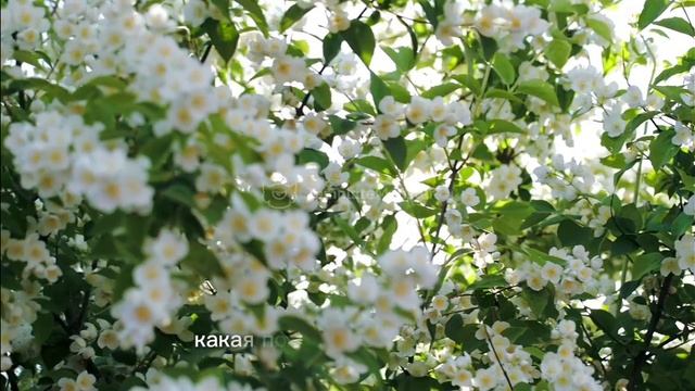 НАРЯДНАЯ СМОКОВНИЦА СТОЯЛА 🌳♥️🙏🏻- стихи христианские.