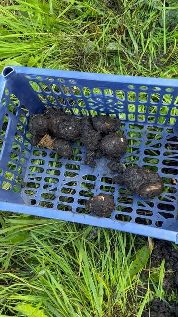 Проливной дождь в первый день осени оставил без урожая #урожай #дождь #дача