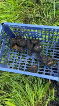 Проливной дождь в первый день осени оставил без урожая #урожай #дождь #дача